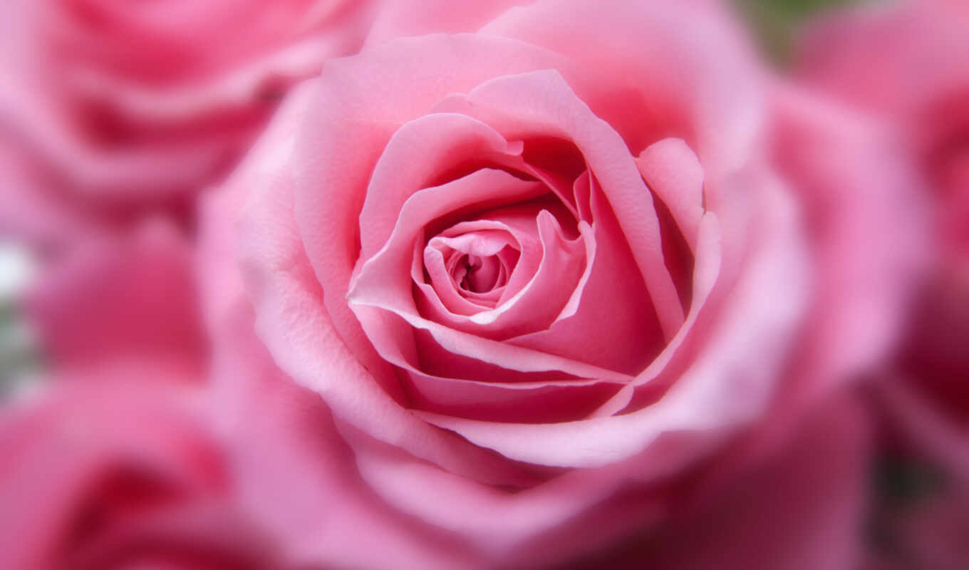 flowers, rose, roses, screen, fond, pink, bud