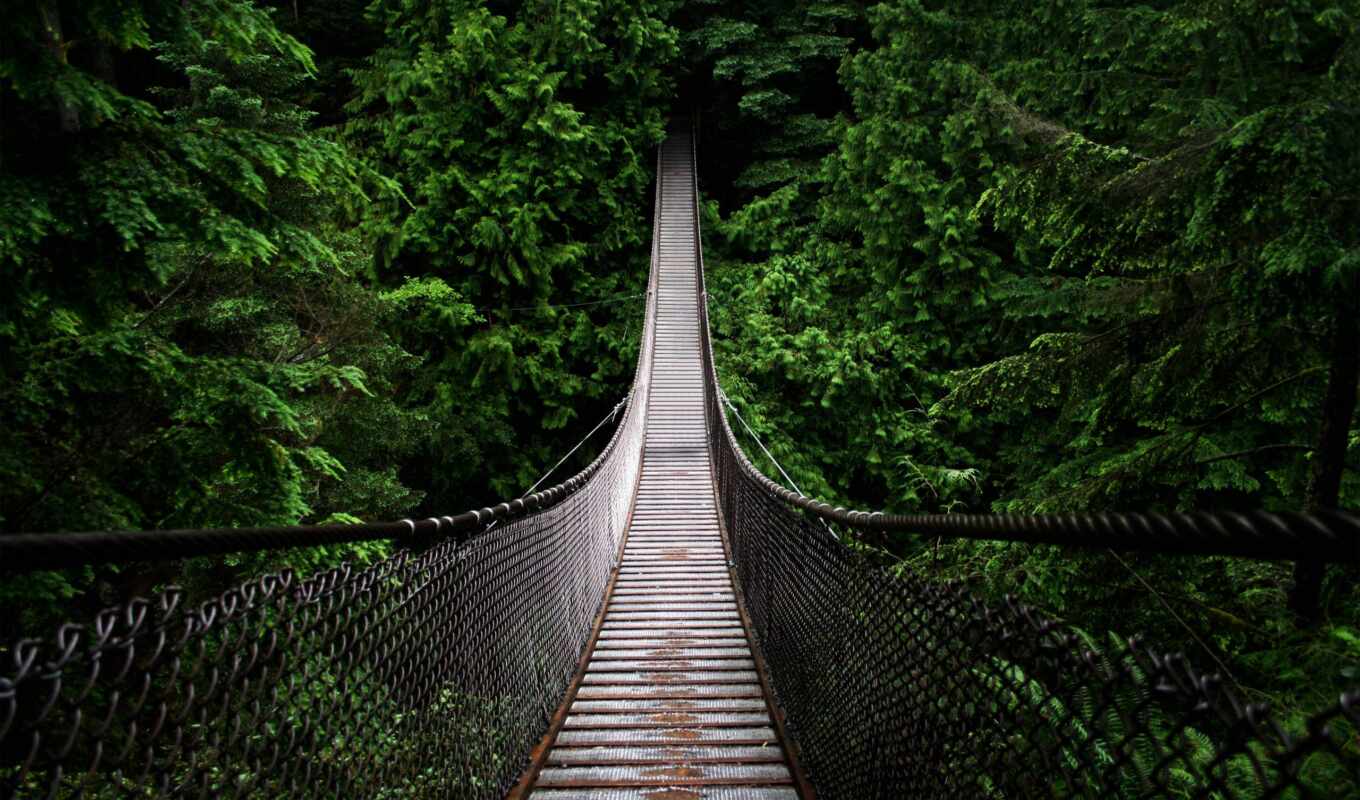 природа, лист, зелёный, лес, мост, растительность, экосистема, природный заповедник, подвесной мост, lynn каньон подвесной мост, подвесной мост, lynn canyon park, арочный мостик, простой подвесной мост, тропический лес