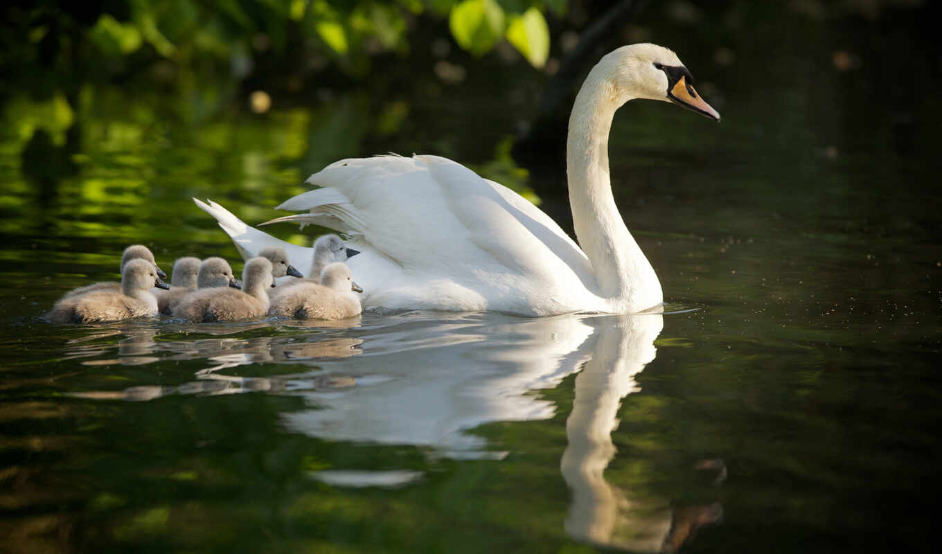 white, яndex, swans, swan, pents, swan, swan, children, swans, ukvit, vavri