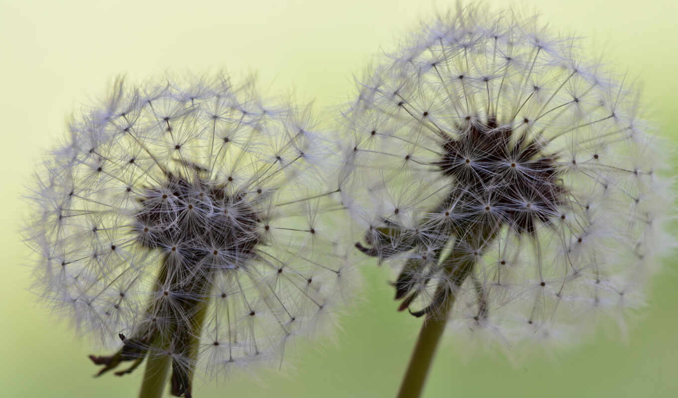 flowers, free, hit, and, october, subject matter, shutterstock, day, dandelion, today