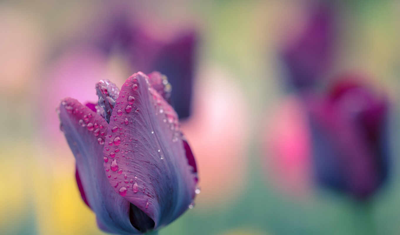 nature, drop, mobile, water, May, screen, fond, day, tulip, explore, free