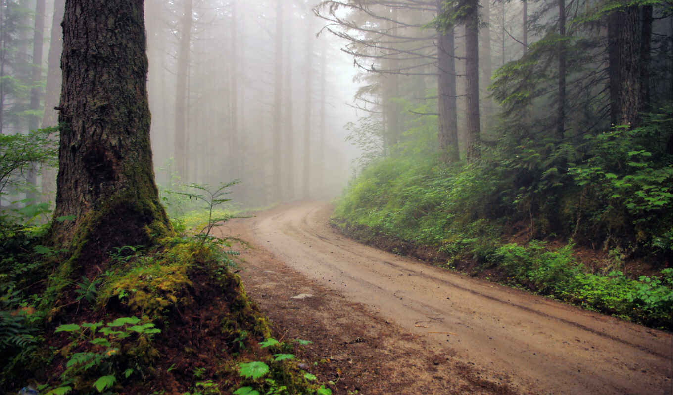 лес, туман, дорогой