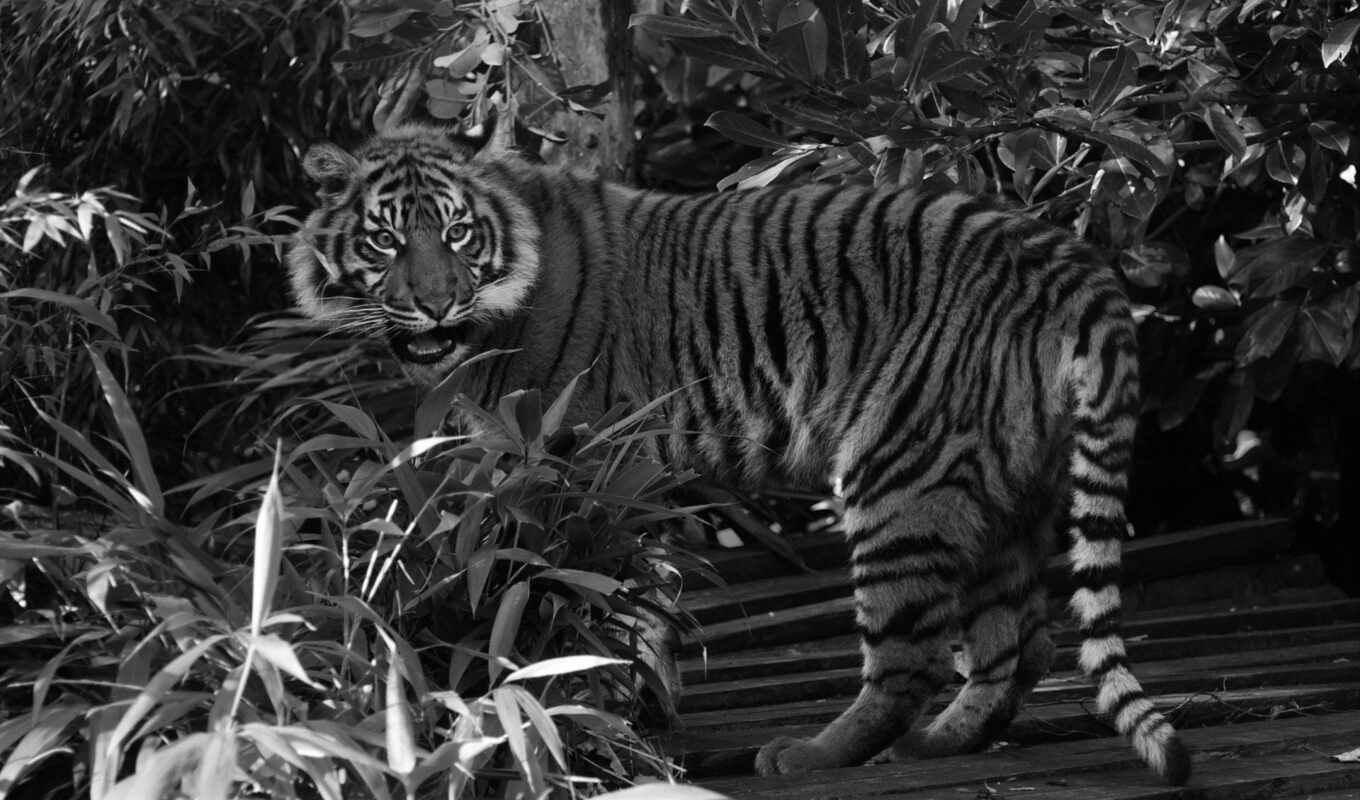 black, white, тигр, oir, fonwallfoto