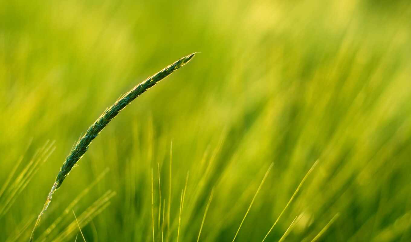 new, far away, they, morning, nature, grass, psalm, presentation