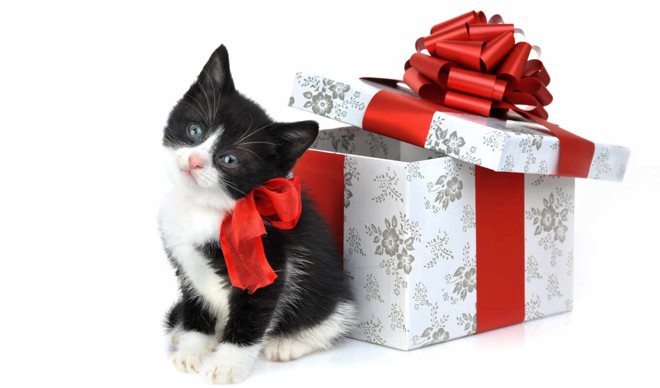обои, фото, ко, котята, котенок, подарок, подарком