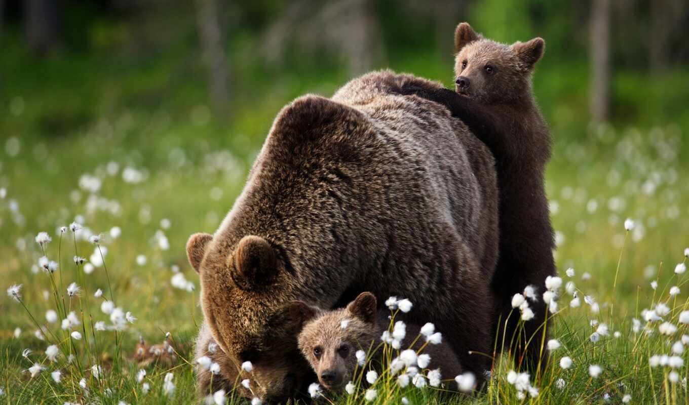 black, summer, поза, смотреть, браун, медведь, мамочка, kapağı, grizzly, beruang