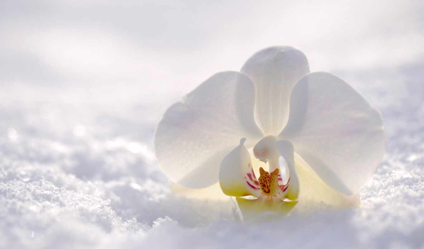 цветы, winter, род, утро, красивый, life, орхидея, обвал, урок, popular, wish