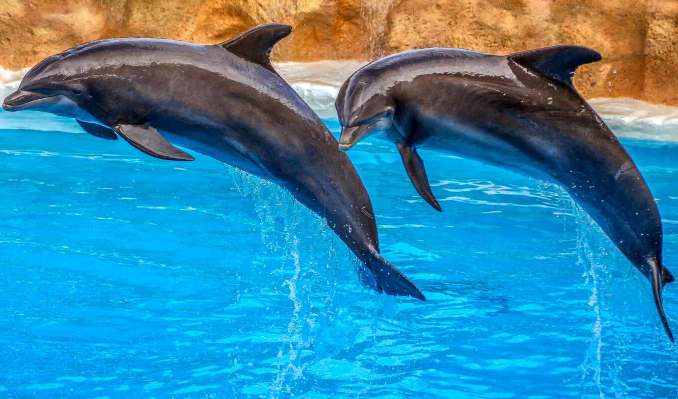море, они, день, animal, event, дельфинарий, pixabay, elya, дельфина