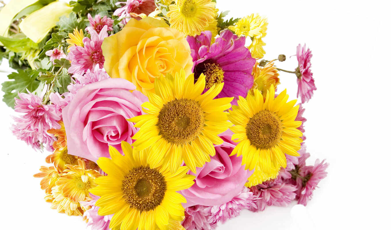 flowers, sunflower, park, bouquet, aster, astra, imperial, hotel, hammaham, pomponchik