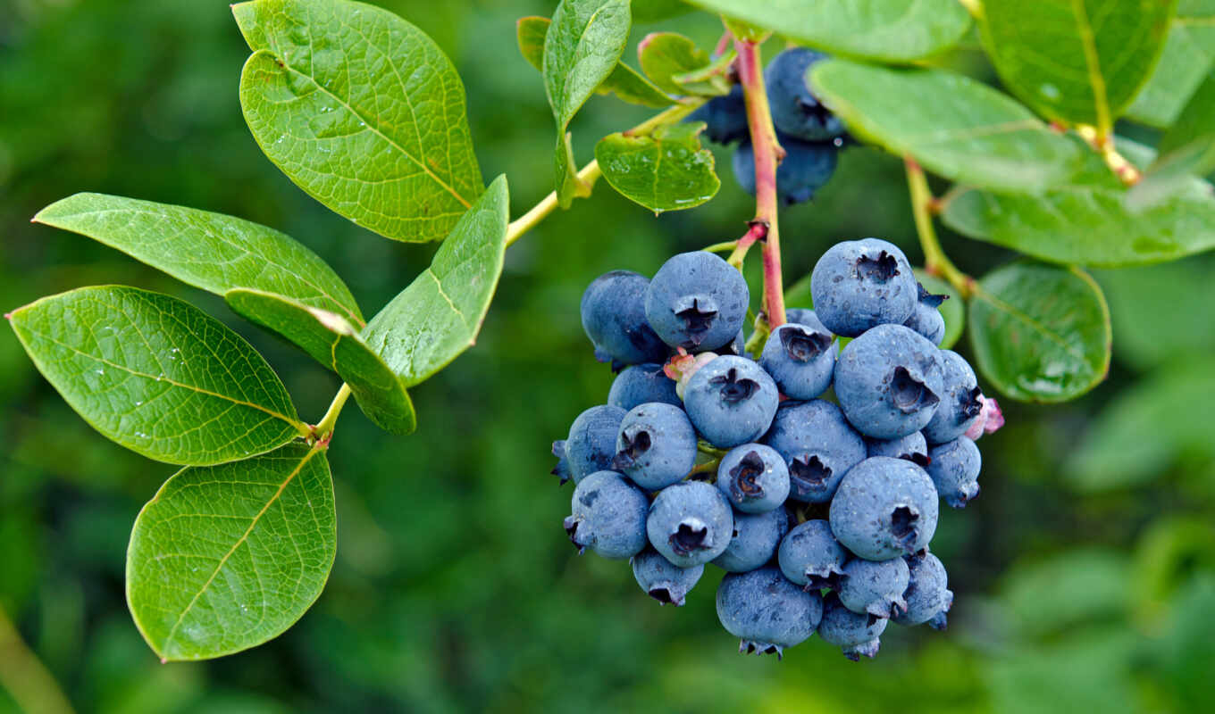 sheet, branch, big, plan, berry, blueberries
