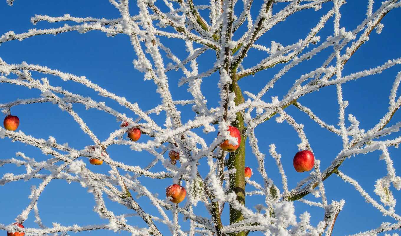apple, дерево, winter