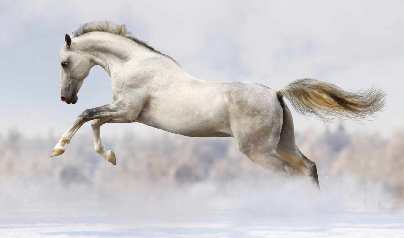 white, лошадь