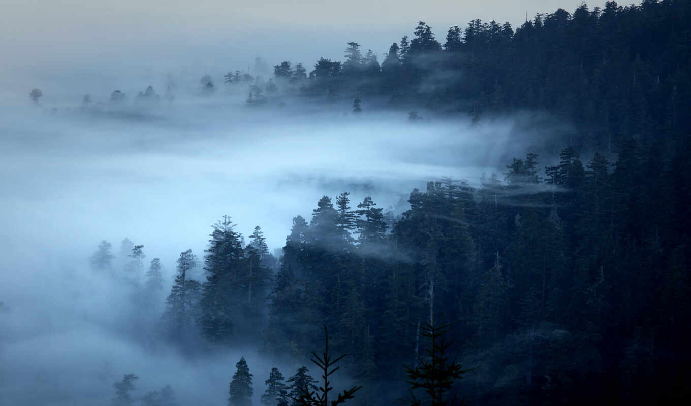 лес, туман, oir