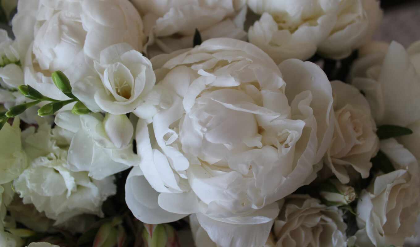 flowers, white, bouquet, pion