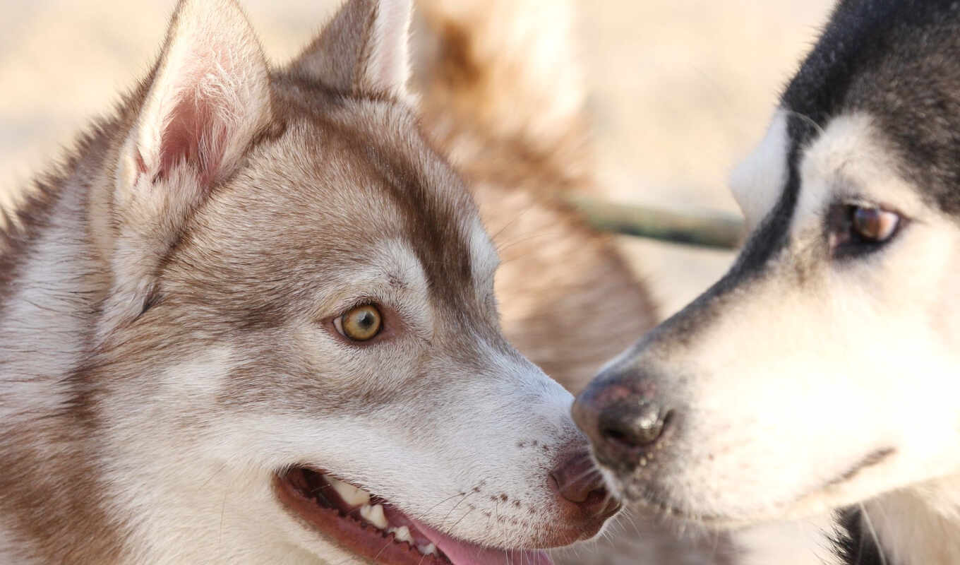 dog, husky, surprise