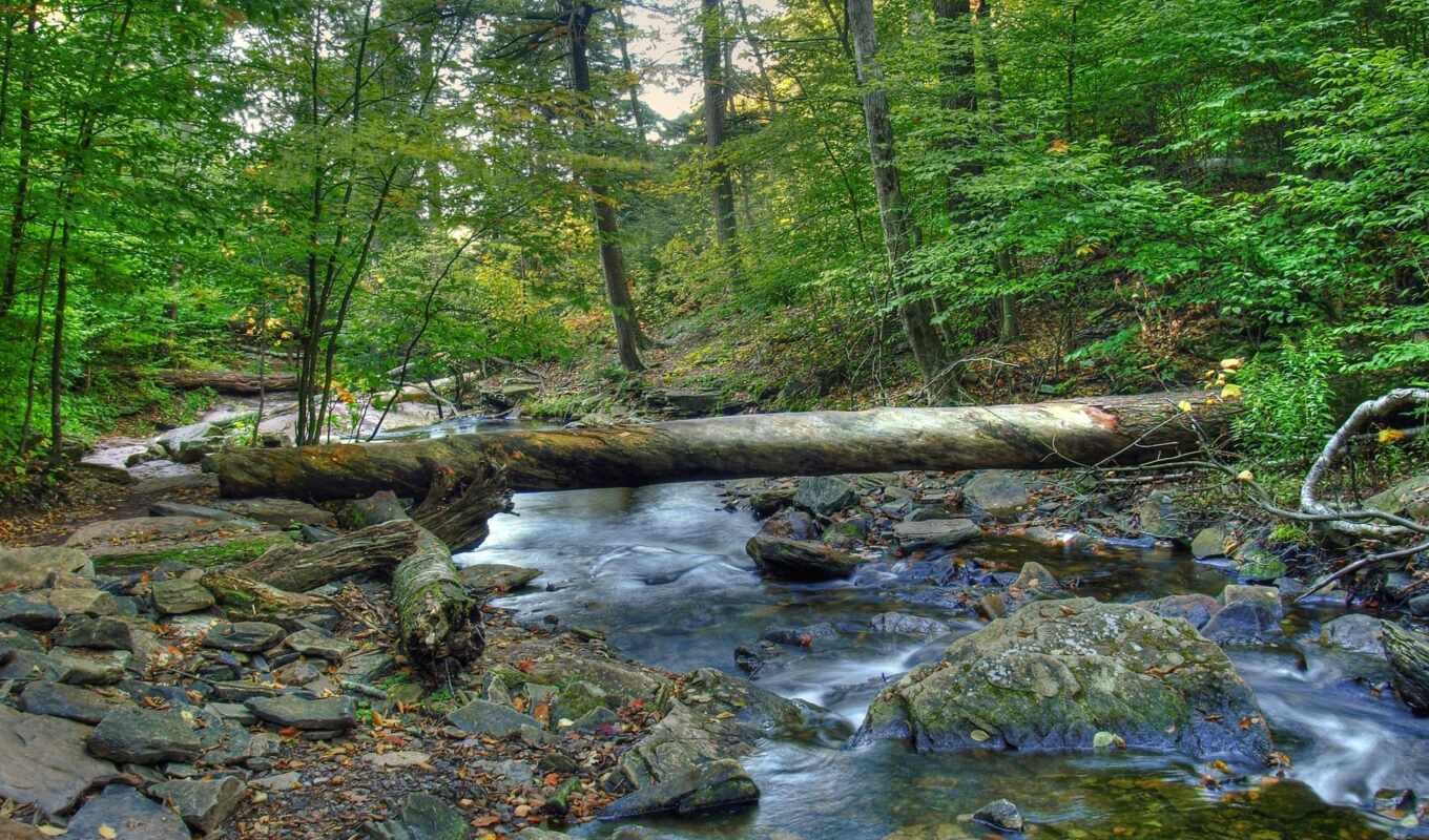 природа, лес, landscape, log, река, пересечение, камни
