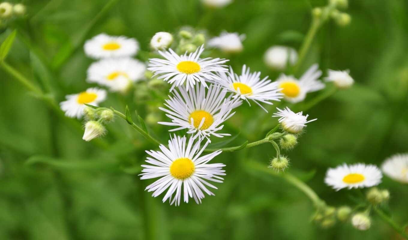 nature, flowers, category, grass, field, plan, chamomile, ghoul, photo wallpapers, gullar, krupyi