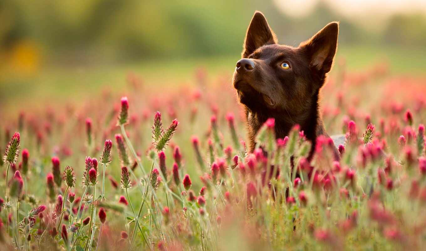 природа, black, цветы, трава, поле, собака, animal, norwegian, charsznica, elkhound