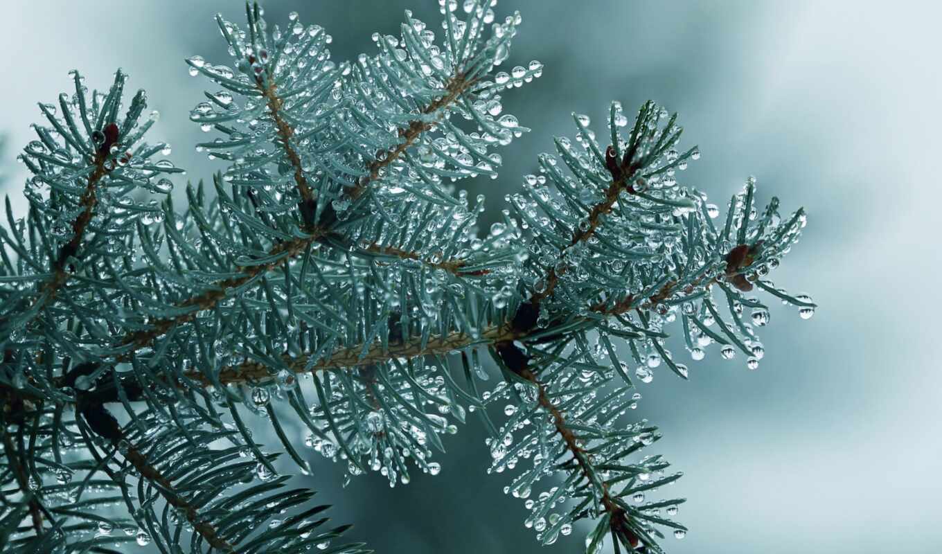 flowers, drop, sheet, background, frost, for, branch, toy, permission, Christmas tree, makryi