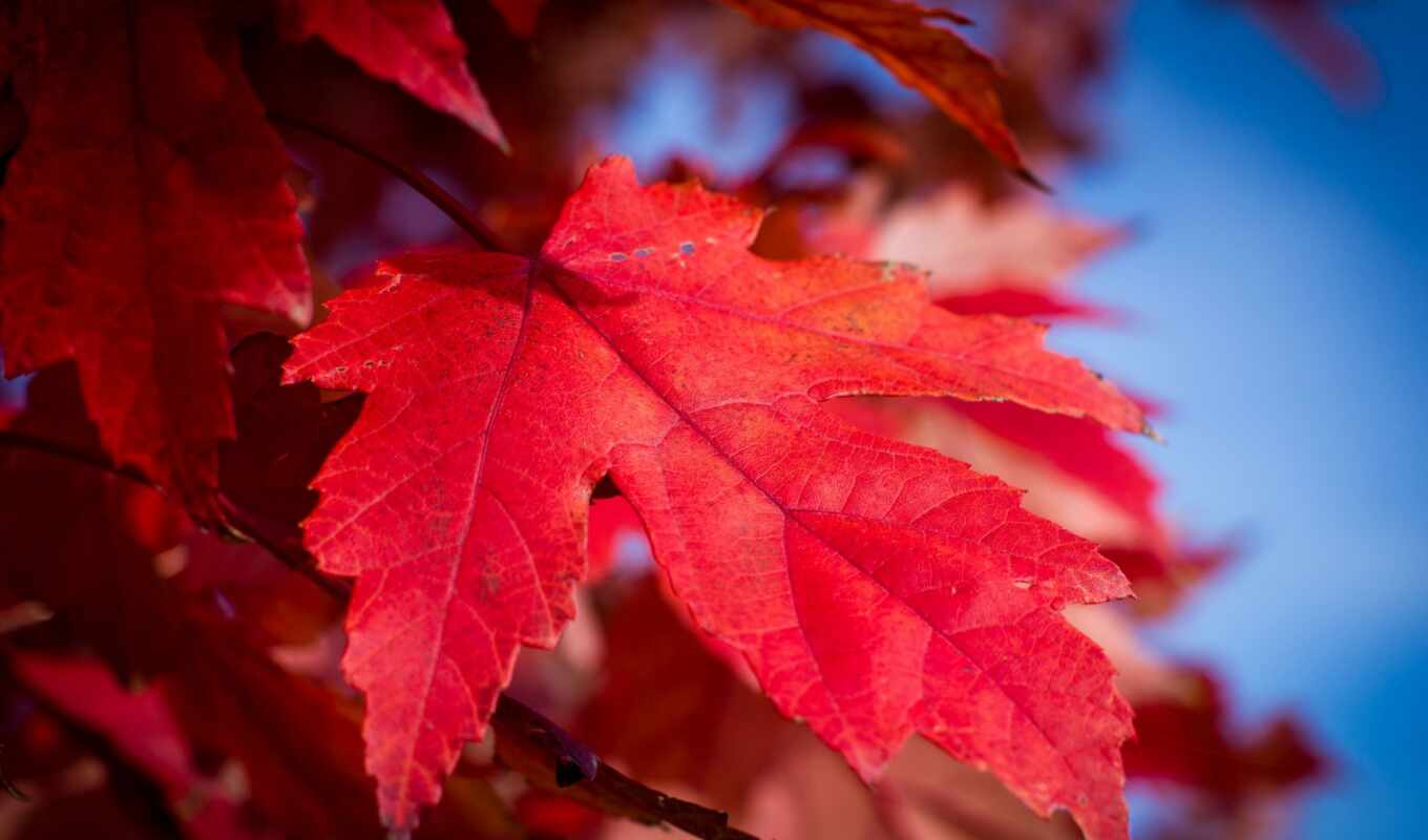 природа, небо, фото, лист, краска, red, осень, maple, багрянец