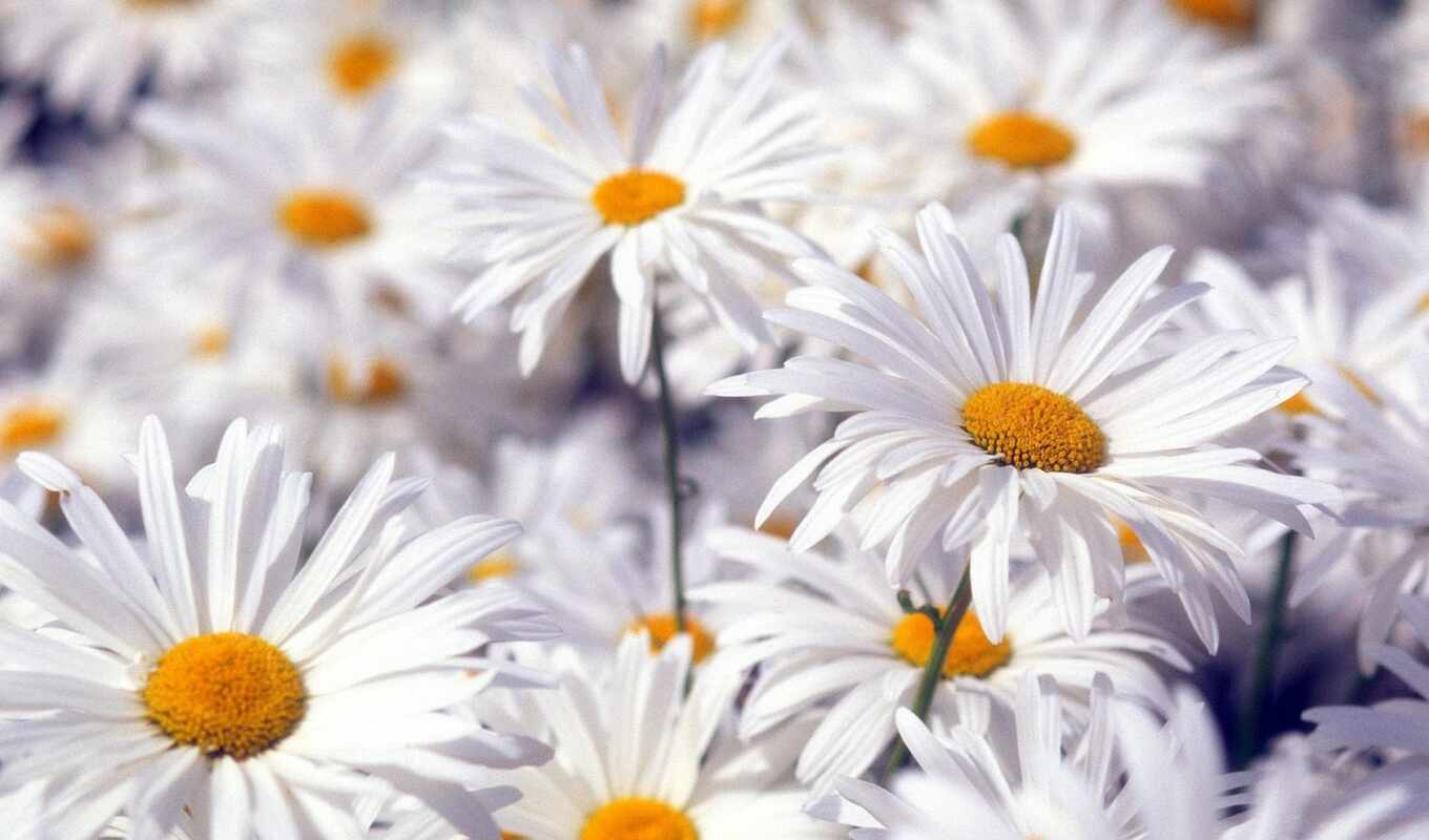 flowers, white, chamomile, gentle