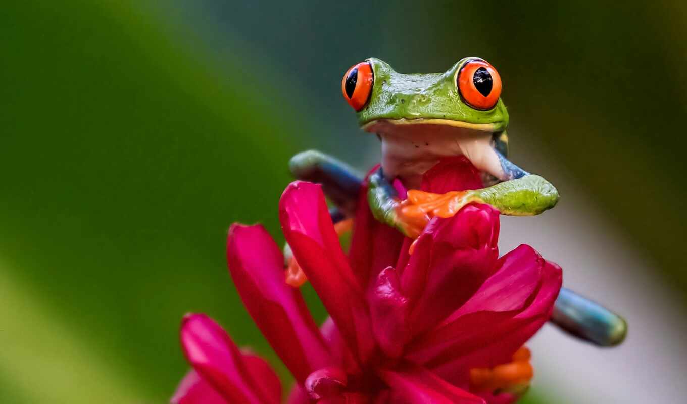 flowers, pink, frog