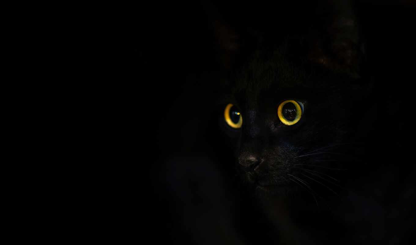 black, кот, color