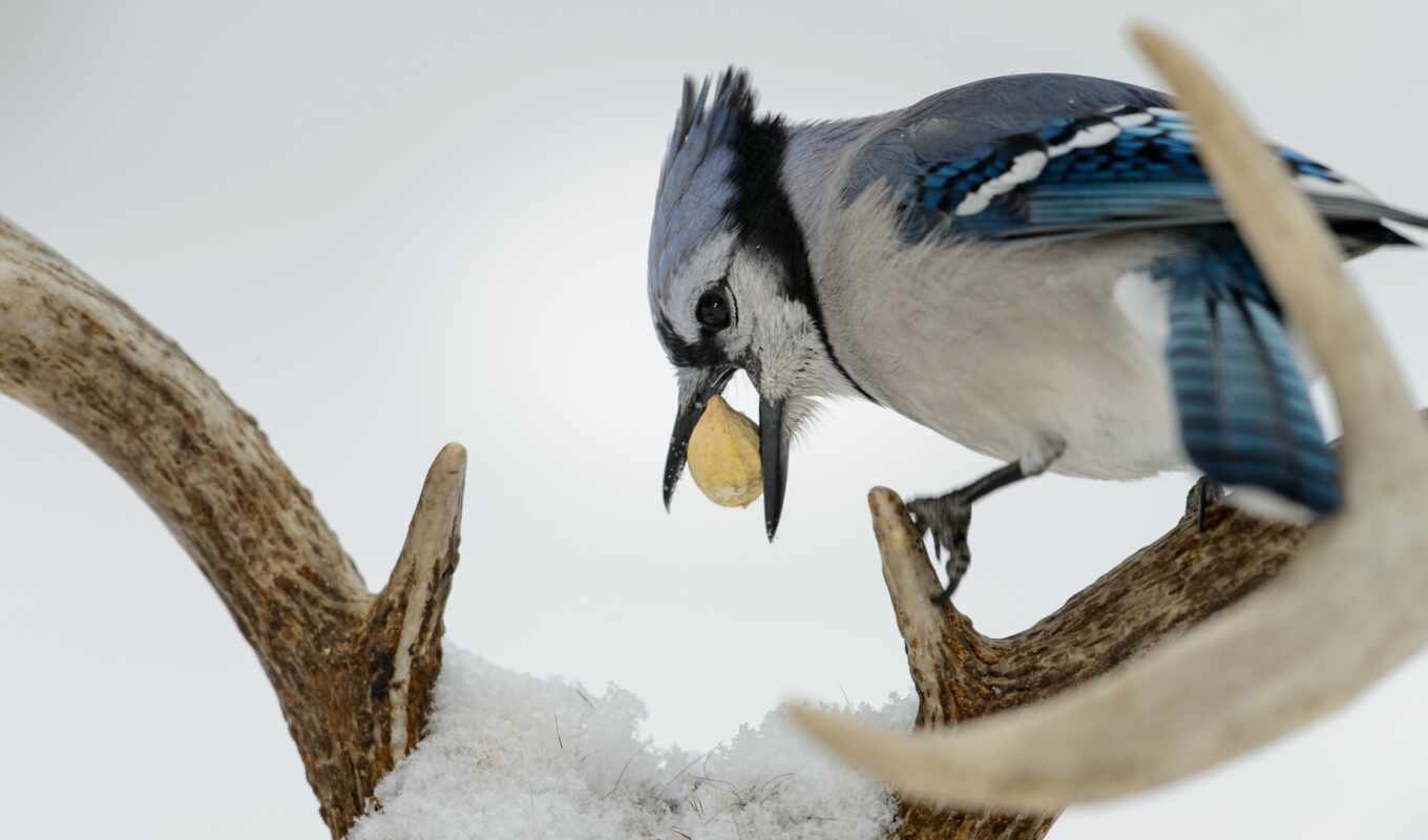 blue, jay, antler, wallpaperdownload