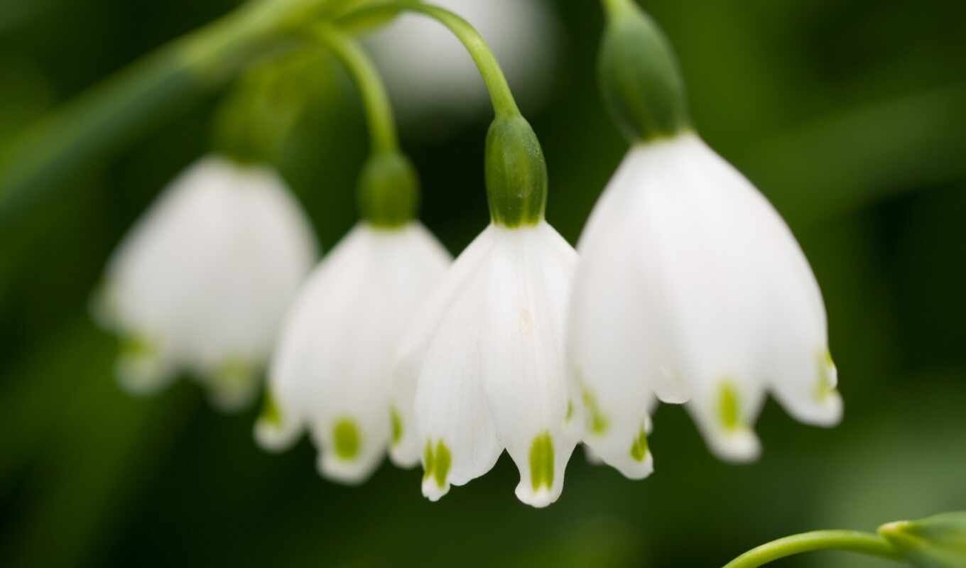 flowers, lilies of the valley