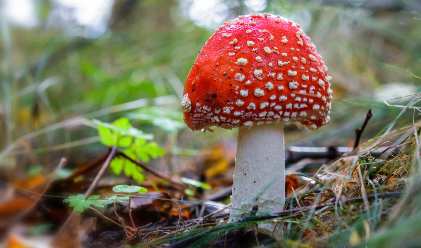 free, full, red, mushroom