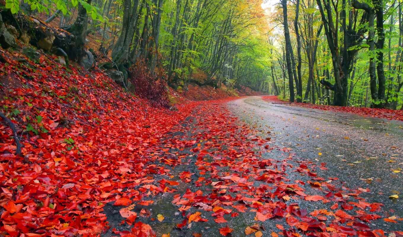 природа, телефон, лес, дорога, осень, листва, trees