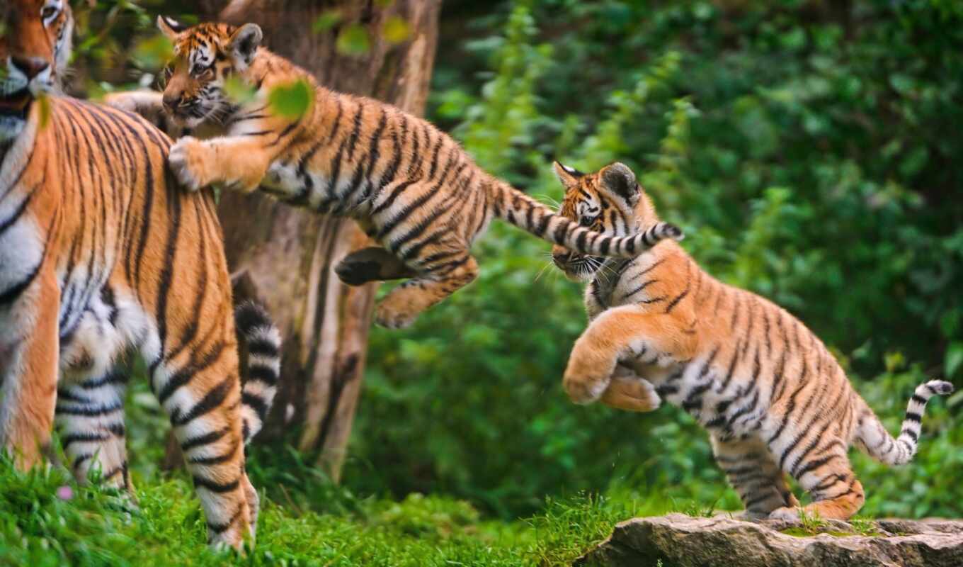 pictures, photos, stock, tiger, the cub, tigers, children, jumping, getty