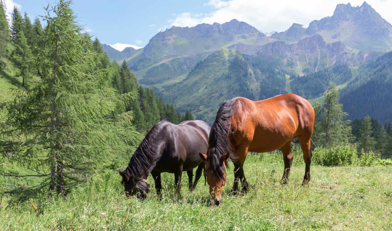 лошадь, трава, отдых, animal, два, алтай, journey, rook, active, russiadiscovery