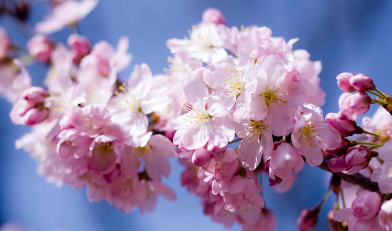 flowers, background, postcard, sakura, funart, because