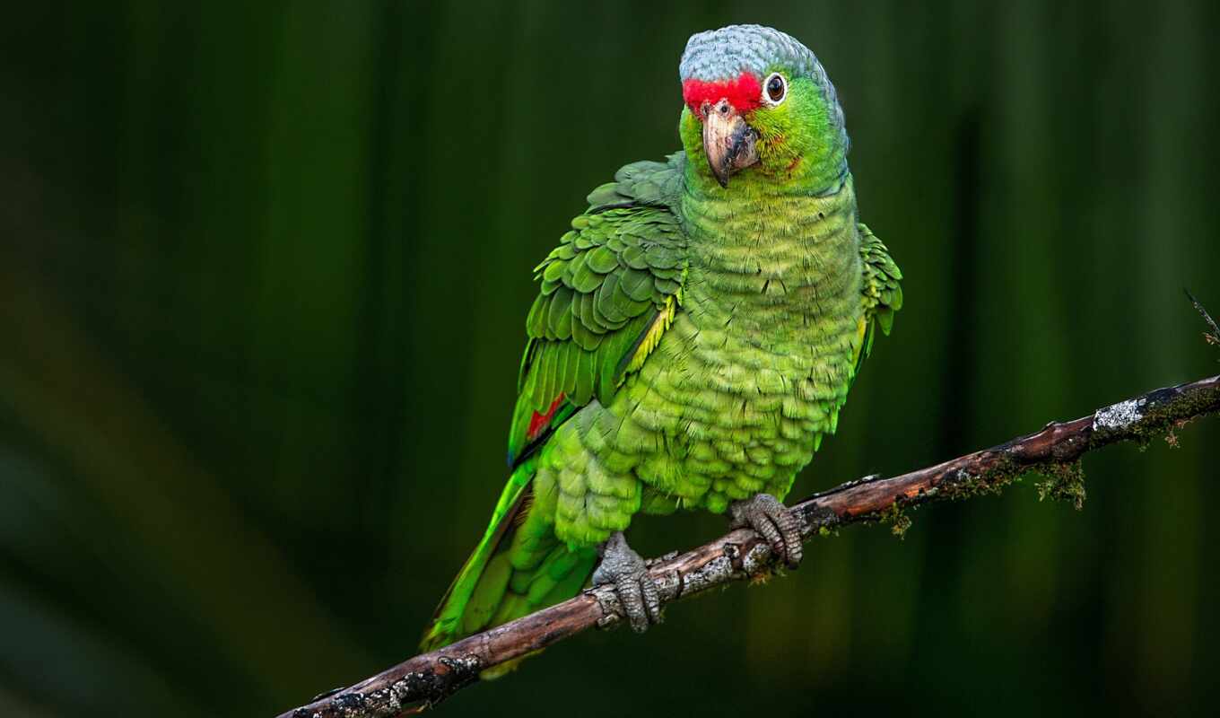 home, зелёный, птица, попугай, animal, шелк, amazon, fon, parakeet, ptitsa