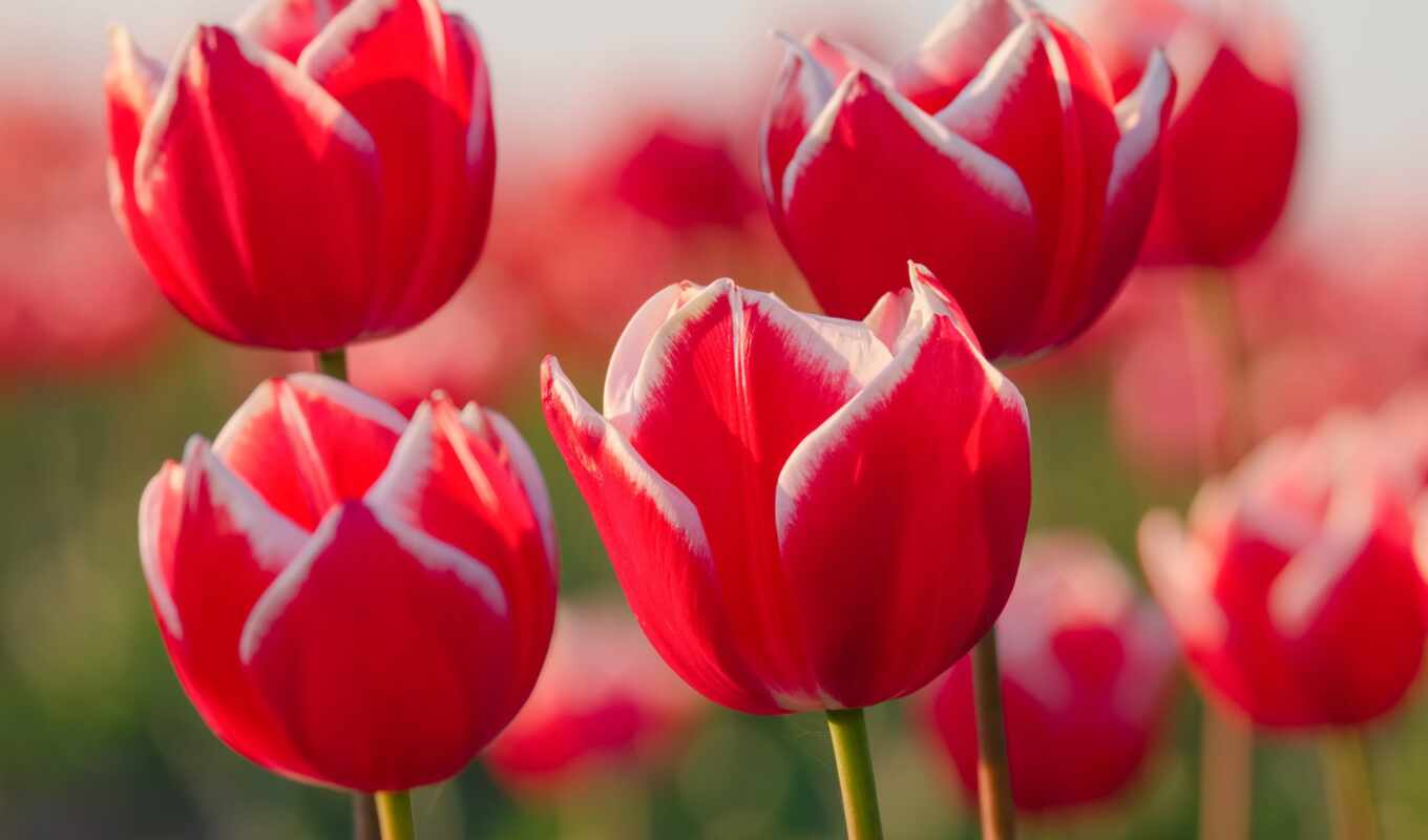 flowers, red, garden, spring, tulip