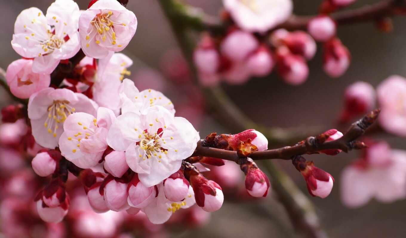 japanese, cherry, spring, bloom, sakura