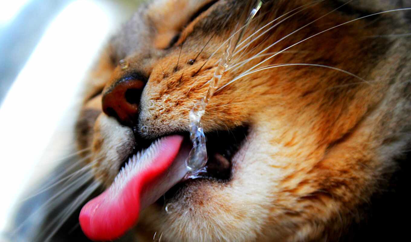 water, кот, язык, жажда
