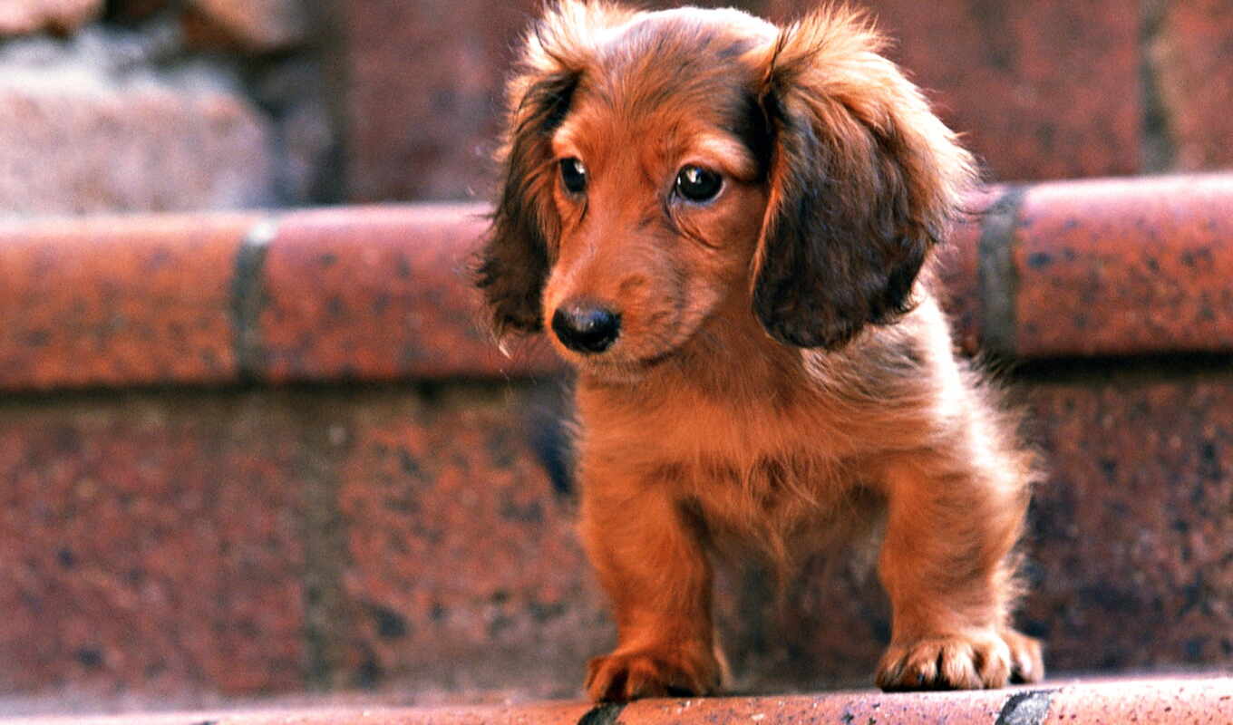 dog, puppy, animal, small, dachshund, peakpxpage