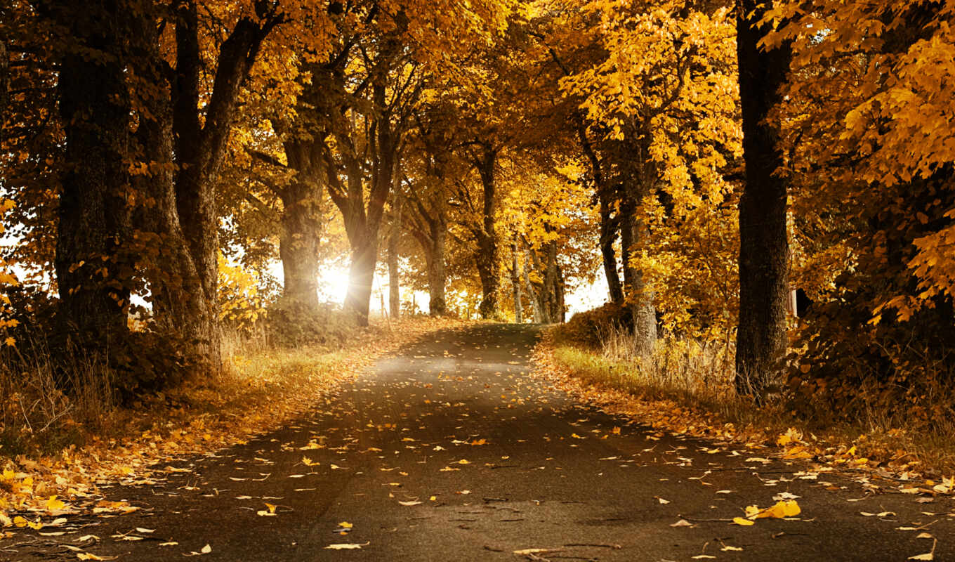 телефон, дорога, планшетный, осень, листва, золотая, trees