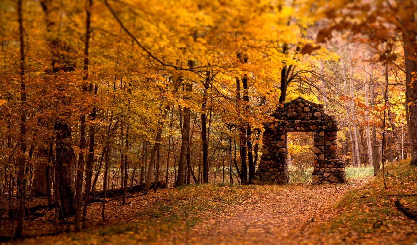 природа, лес, осень, листва, trees, inspiration, цвете