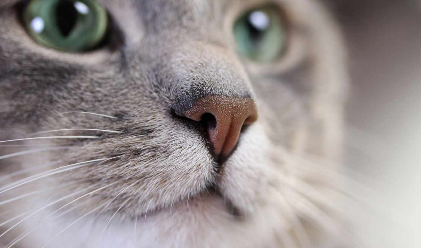 глаз, кошка, котенок, морда, усы, нос, кошачий корм, плотоядное животное, сиамская кошка