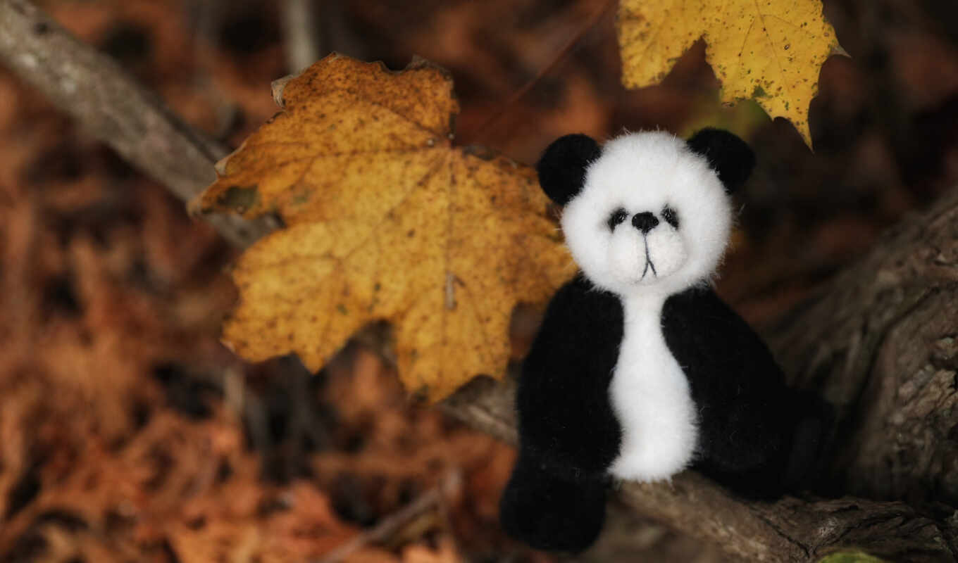 лист, дерево, тематика, осень, панда, медведь, toy, leaf