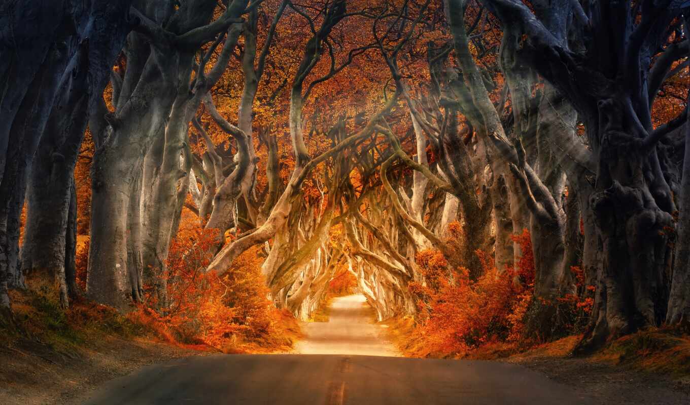 free, tree, road, irish, dark, ireland, hedging, avenue, fore, armoy