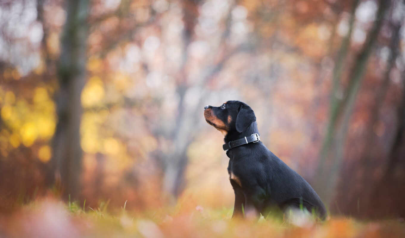 black, лист, собака, осень, щенок, листва, animal, park, rottweiler