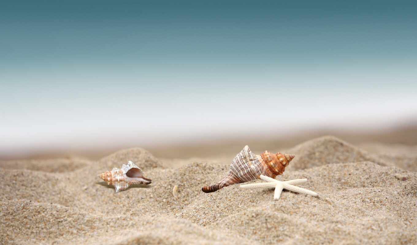 summer, shell, beach, sea, sand, image, picture, adobe, ah, starfish, free