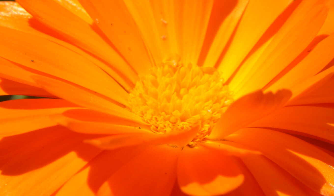 flowers, orange, id