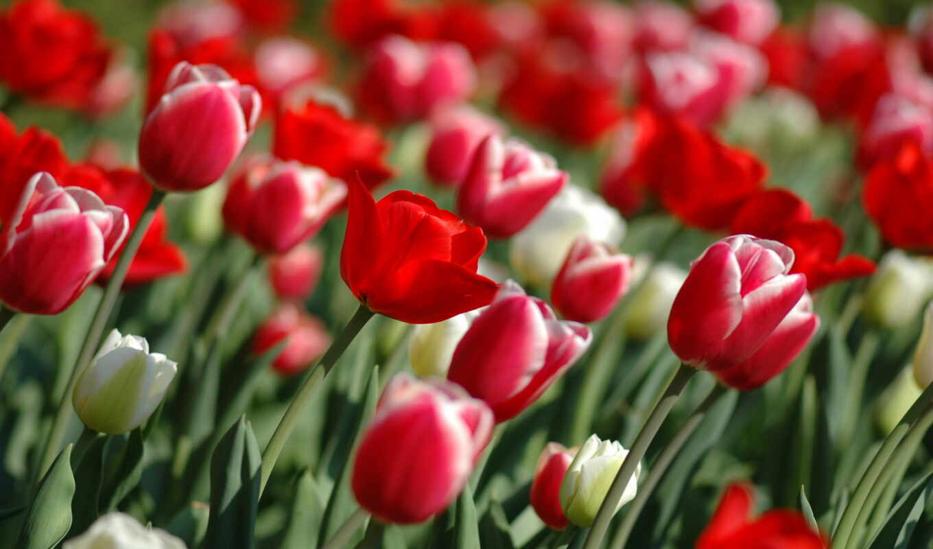 обои, цветы, широкоформатные, красные, т, тюльпаны