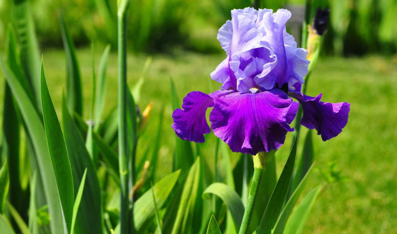 flowers, iris, chrysanthemums