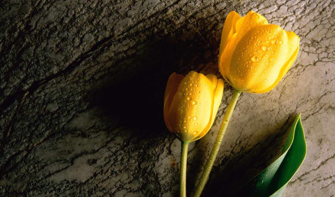 yellow, two, tulips